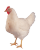 poule-reproductrice-genetique-coloree-sa39s-250p